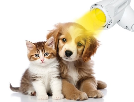 BIOPTRON Hyperlight-Therapie: Beschleunigung der Heilung nach komplexen veterinären Eingriffen